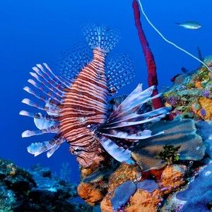 Meet your Posher, Marguerite